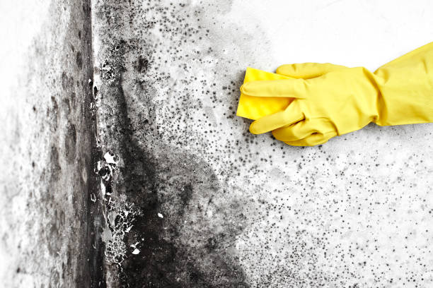Best Mold Remediation Experts  in Brownstown, PA