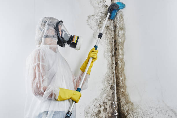 Best Mold Damage Repair  in Brownstown, PA