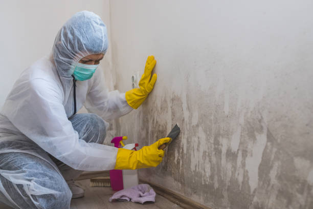Office Mold Removal Services in Brownstown, PA