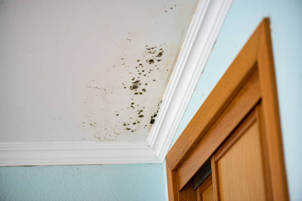 Best Mold Removal and Inspection  in Brownstown, PA
