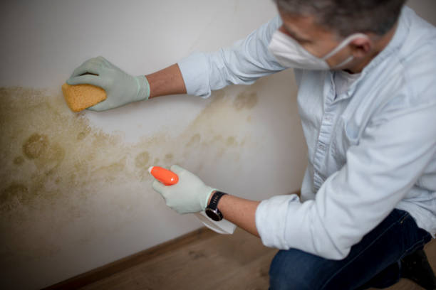 Best Home Mold Removal  in Brownstown, PA