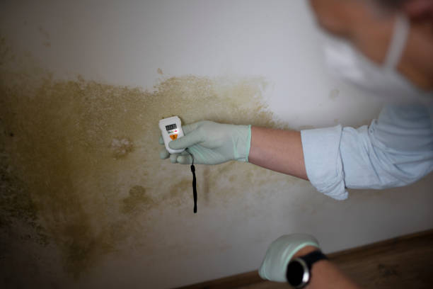 Certified Mold Removal in Brownstown, PA