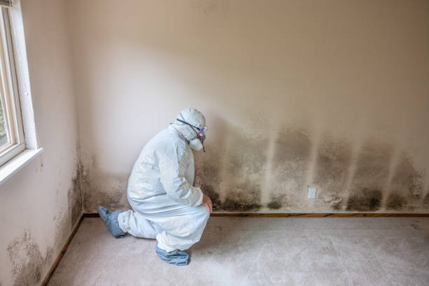 Best Mold Removal Company Near Me  in Brownstown, PA