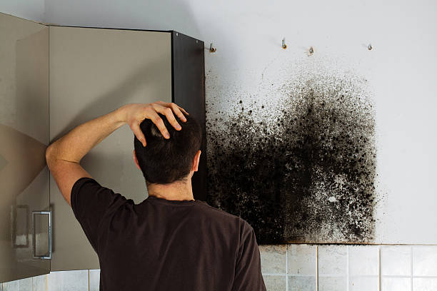 Home Mold Removal in Brownstown, PA