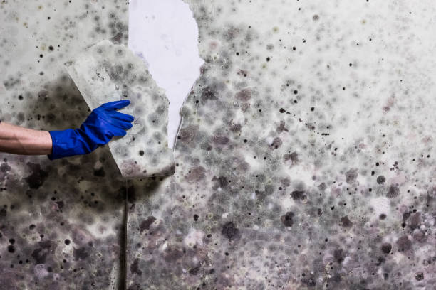 Best Professional Mold Removal  in Brownstown, PA