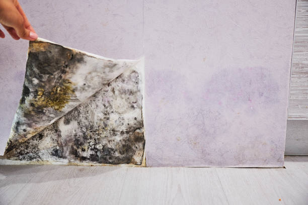 Best Certified Mold Removal  in Brownstown, PA